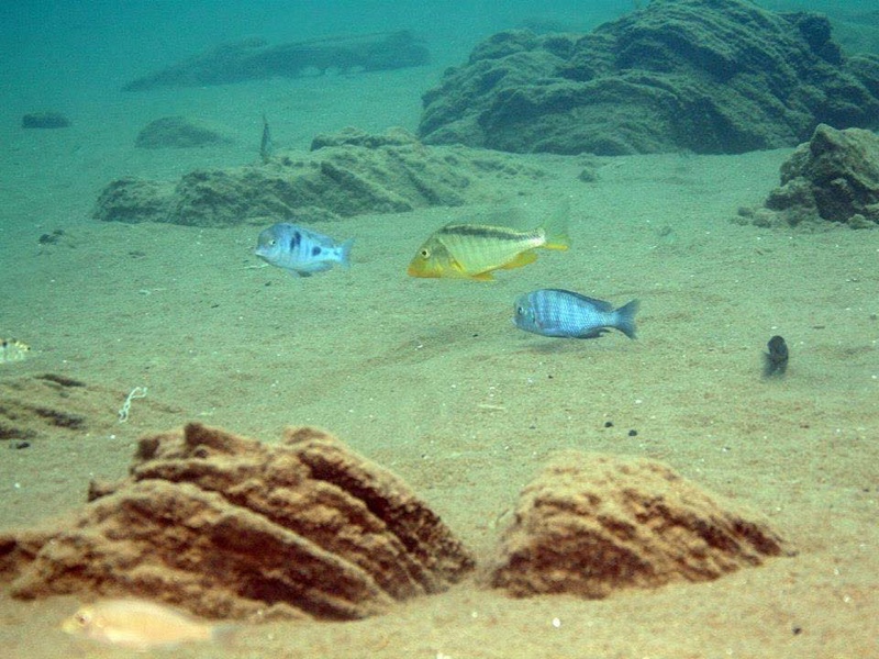 Cyrtocara moorii 'Malopa'